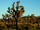 Joshua Tree